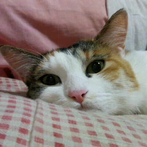 中村節子
