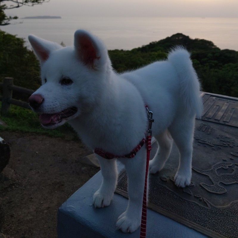 おもち君