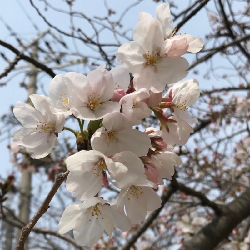 野田