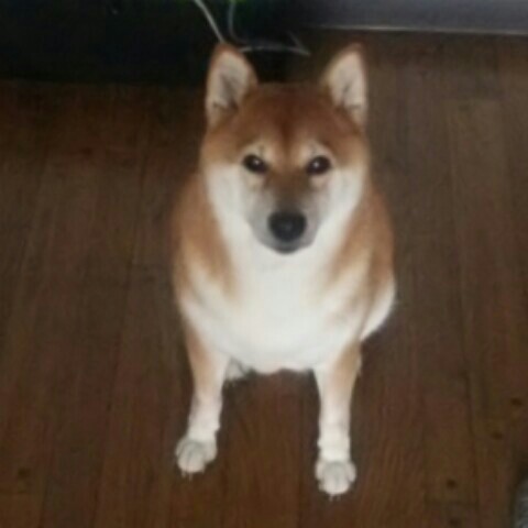 YURI