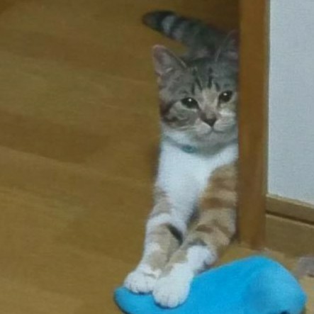 須藤　せい