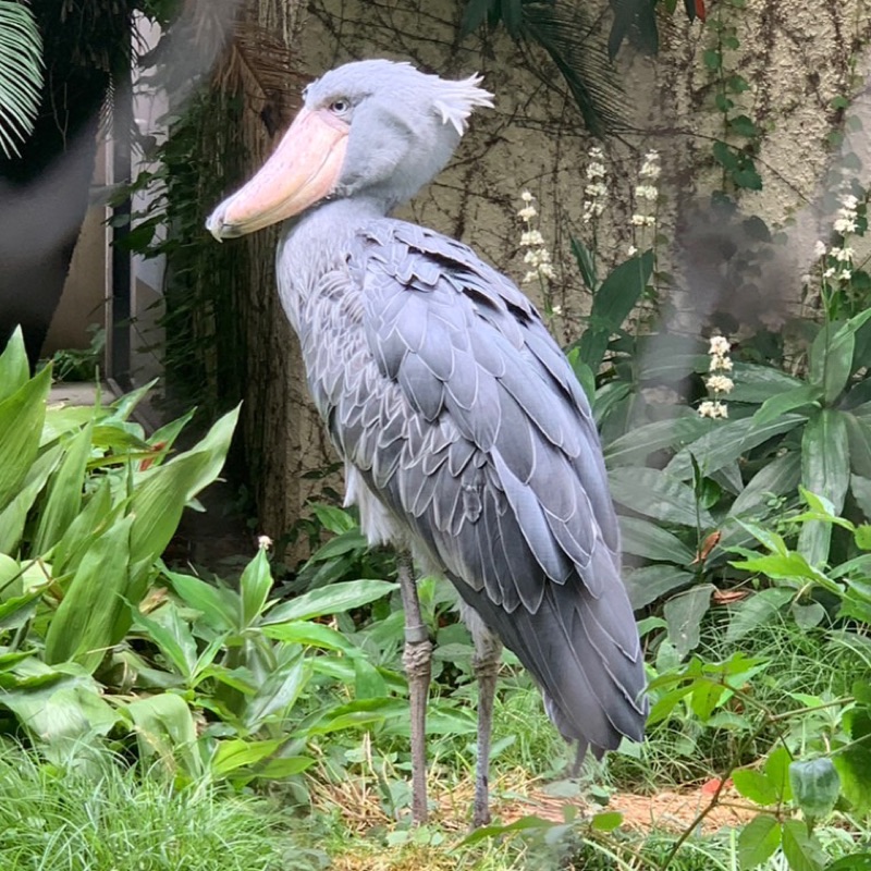 そー。