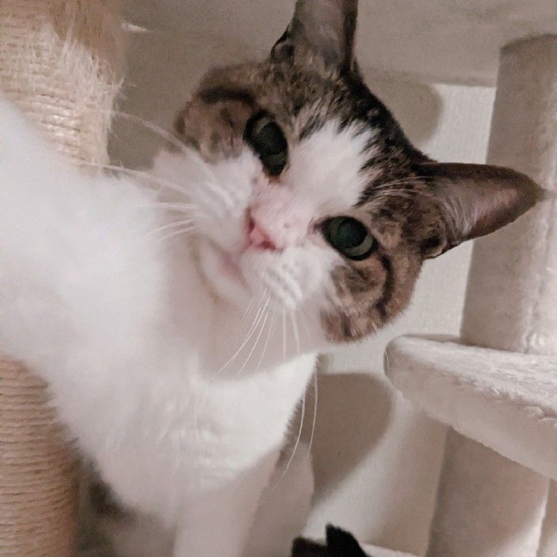 さき