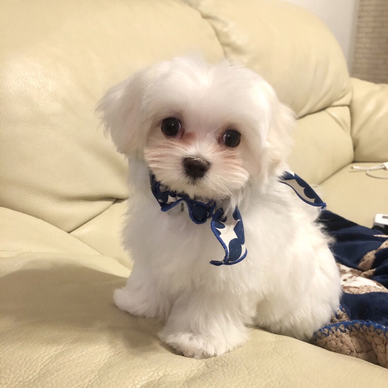 中村　啓子