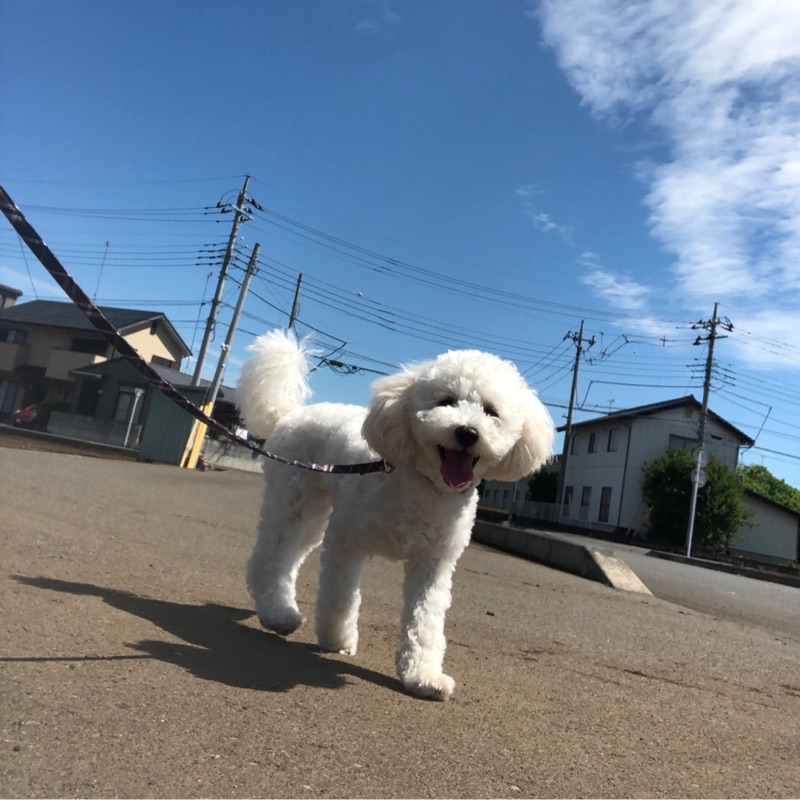 白石莉子