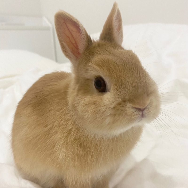 KAORI