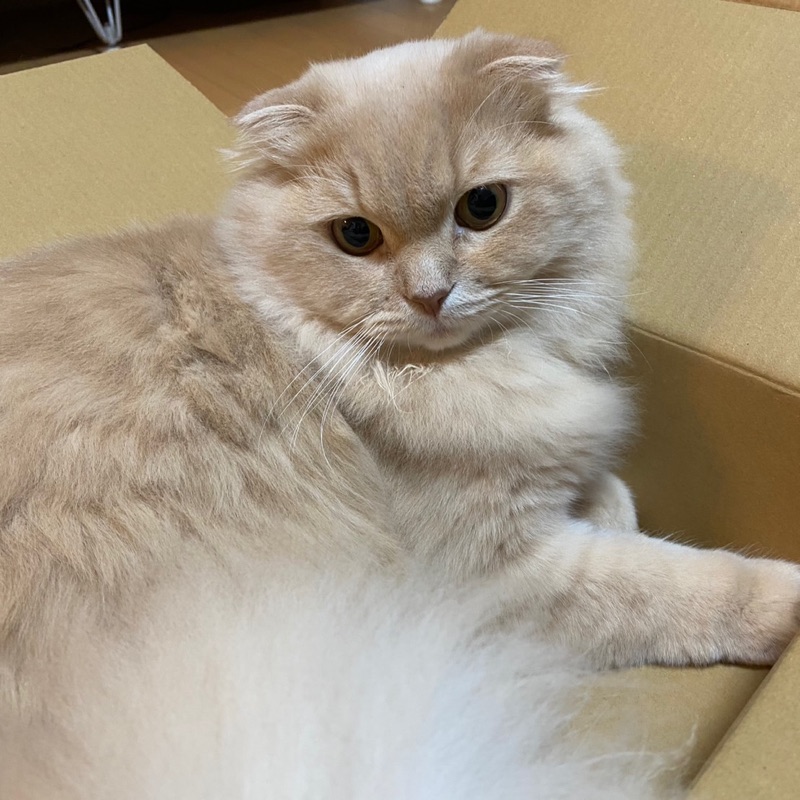 tomo