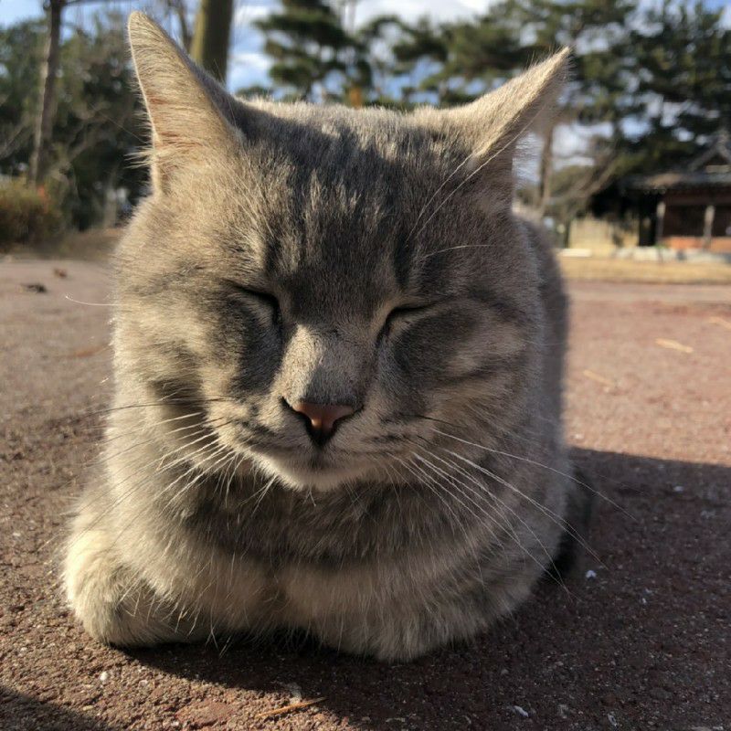 あさ