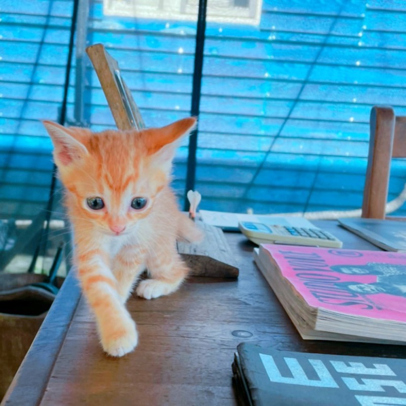なこ