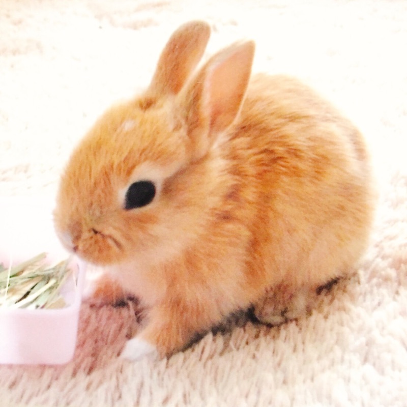ゆき