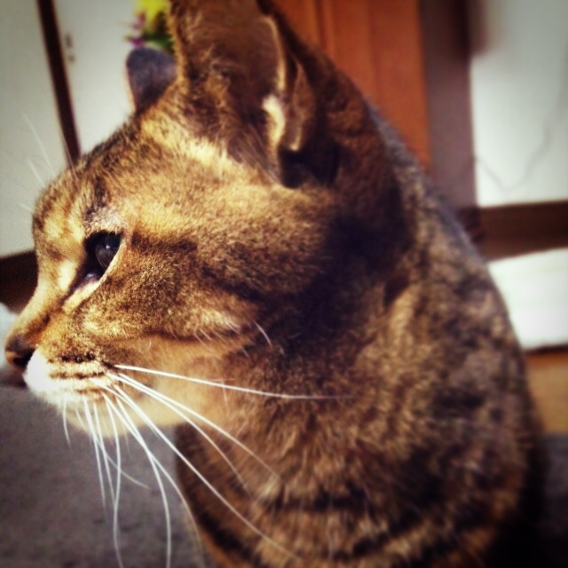 コジマ