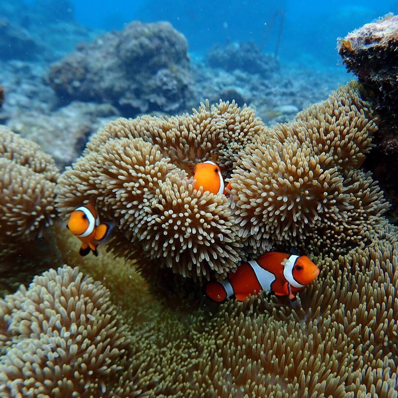 タカハシ