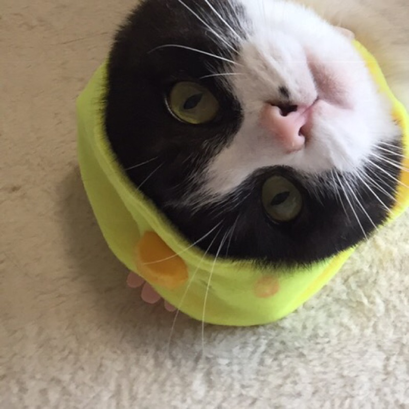のむらゆきこ