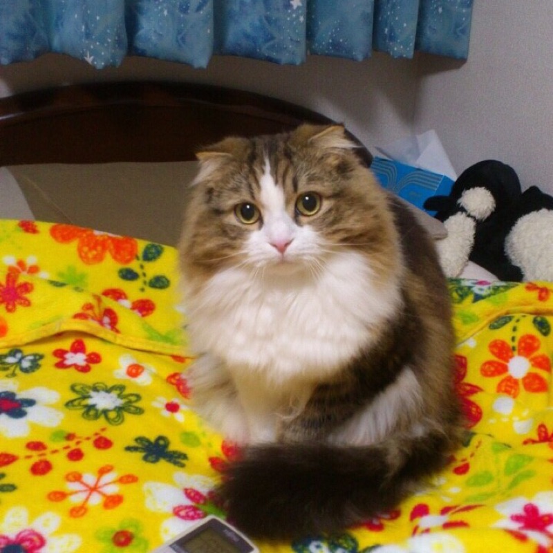 サガラ