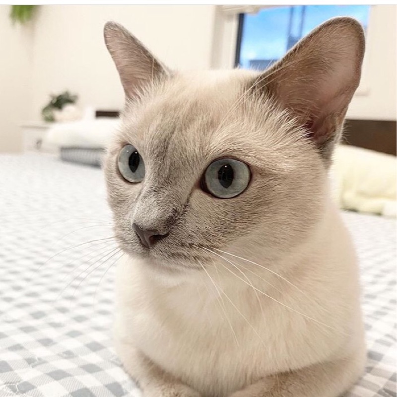 仲宗根洋子