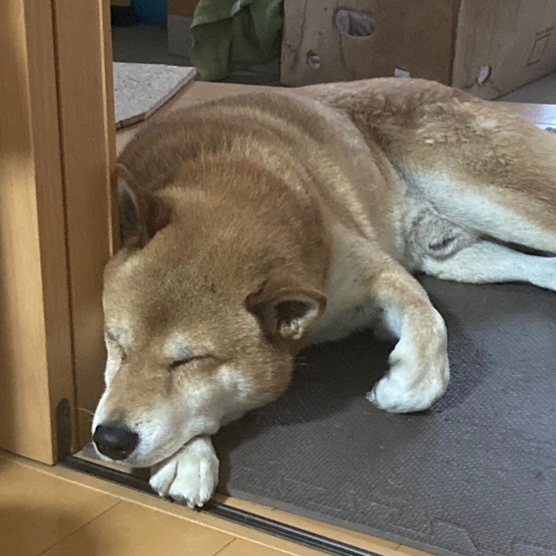 秋山眞子