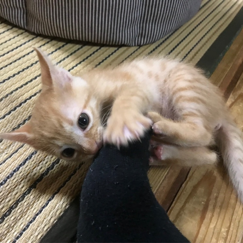 吉村 侑大