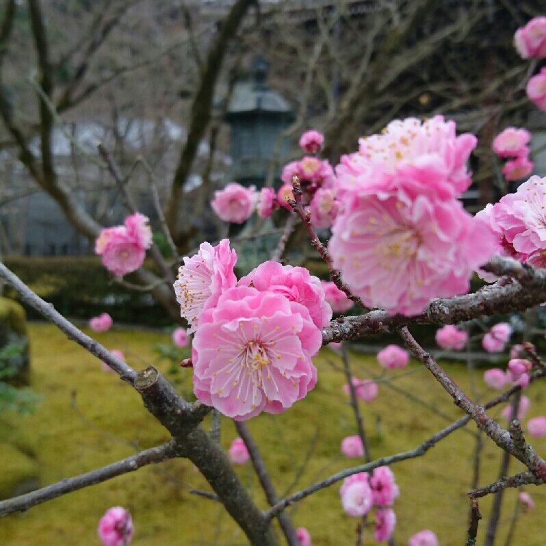 石川直子