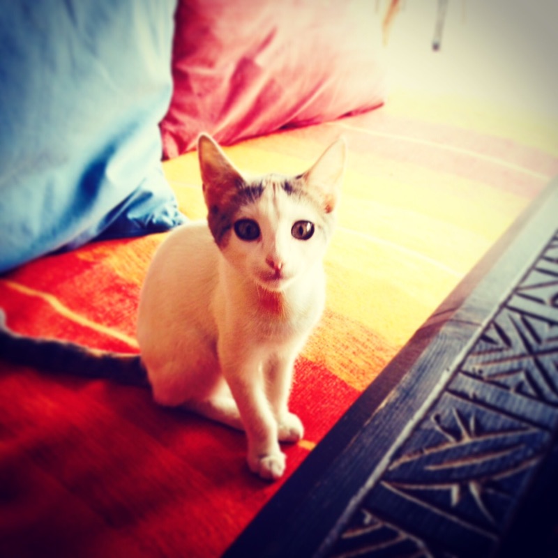 アルバレズ　エツコ