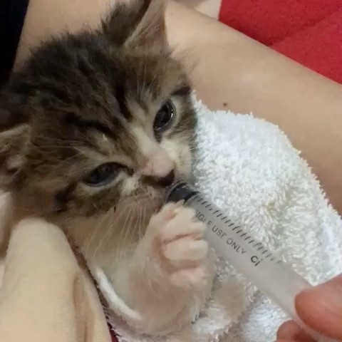 中村良子