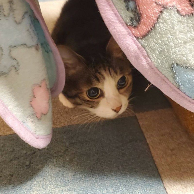 四ツ橋　喜枝子