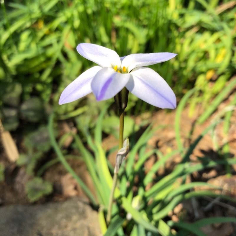 こん