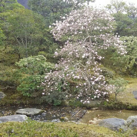 大崎元子