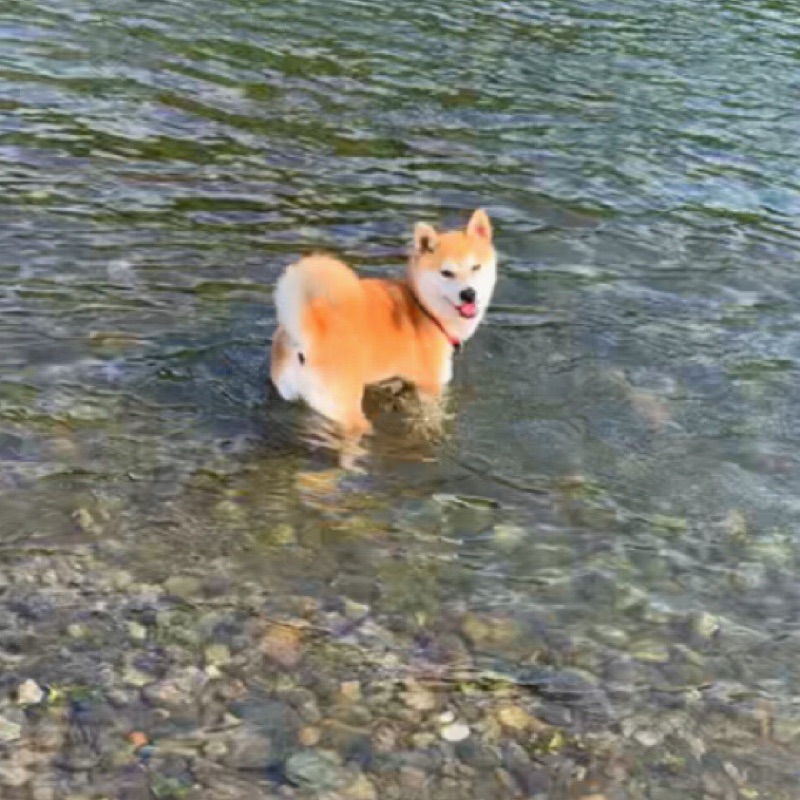 かのまま