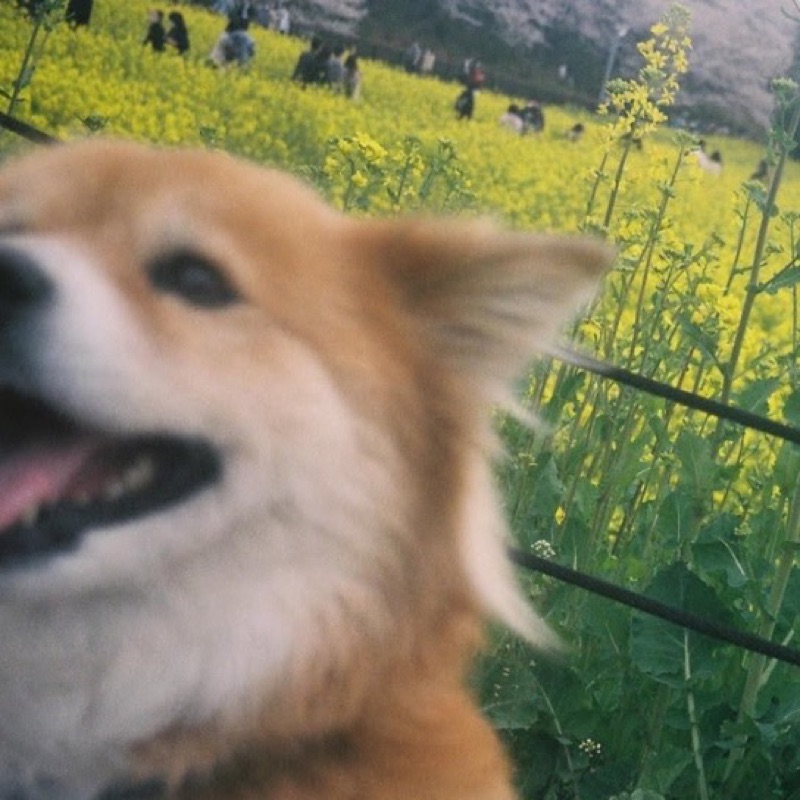 あおい