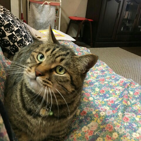 きいちゃん