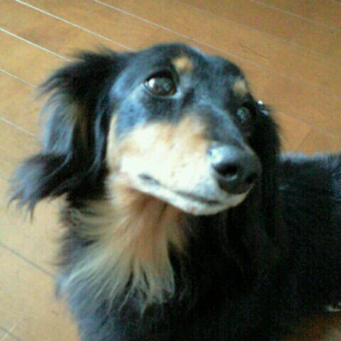 くーたん