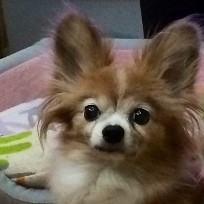 伊藤　桂子