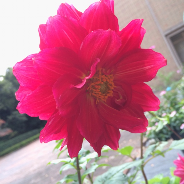Mayu