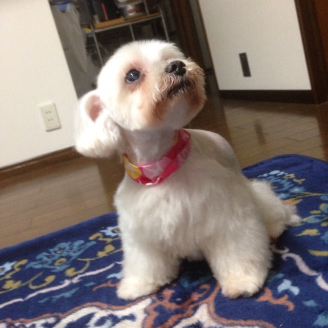 たまちゃん