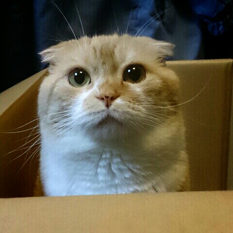 中嶋