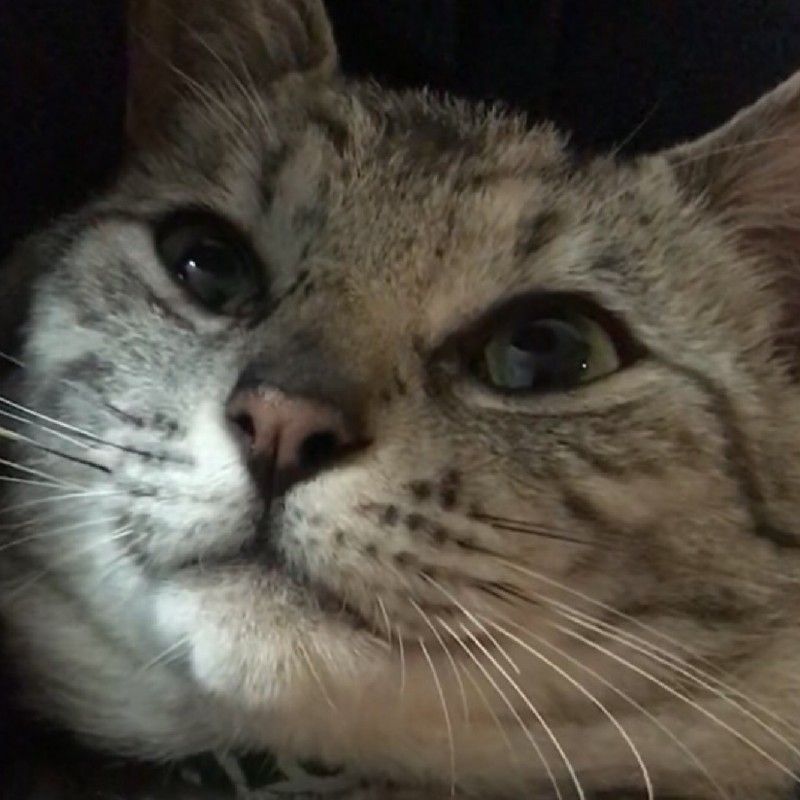 高谷