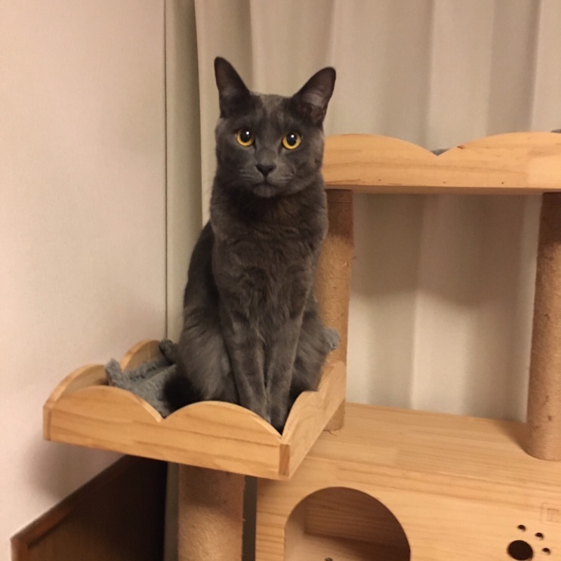 ナナエ