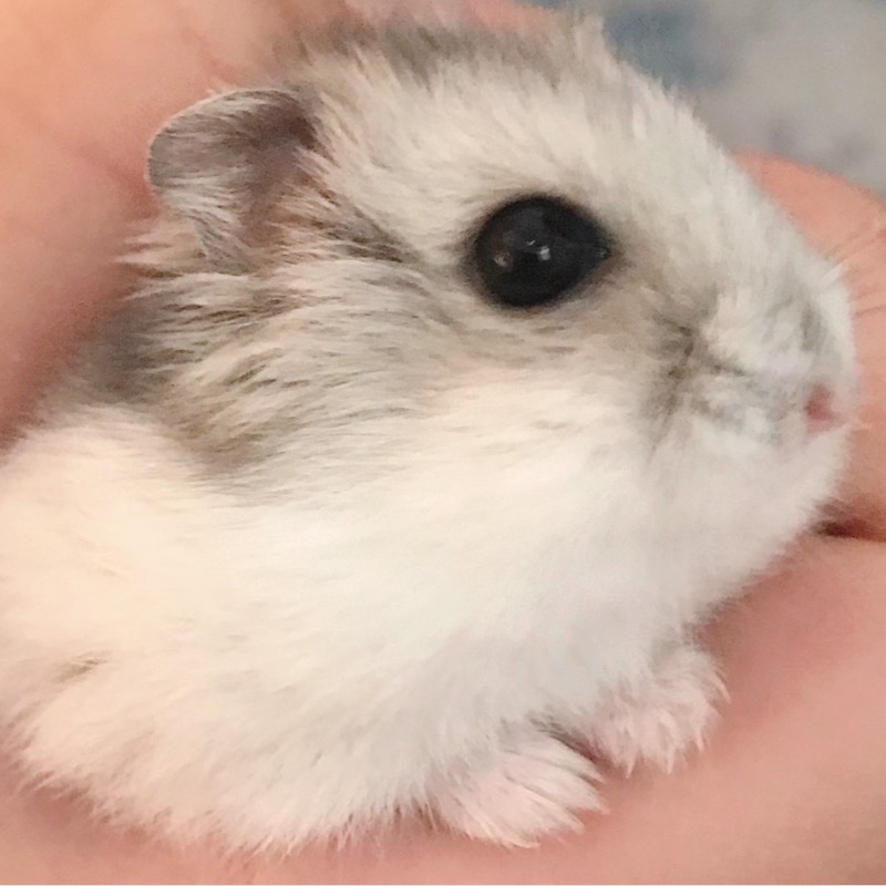 ぴぴ