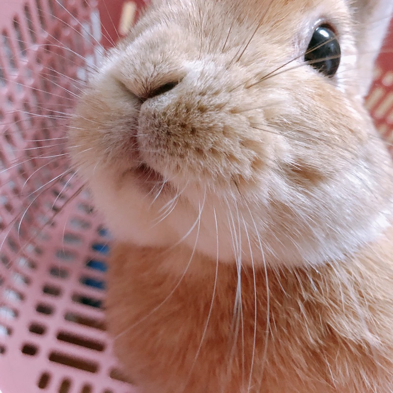さく