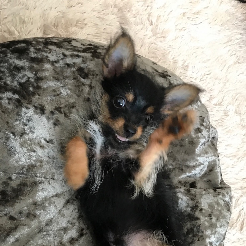 梨紗