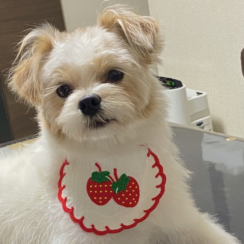 大矢　桃杏