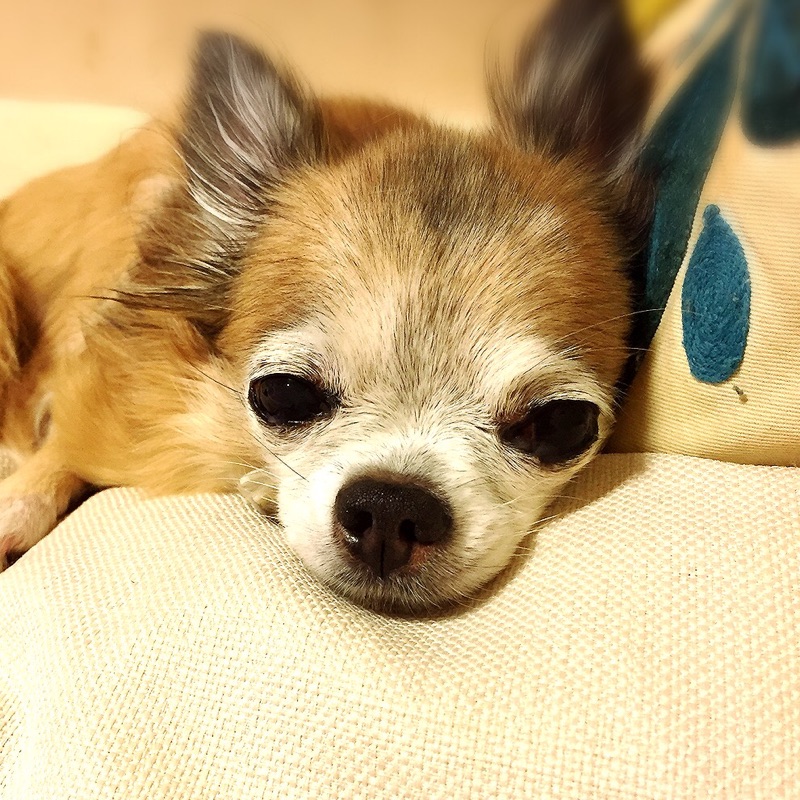 フジヤ