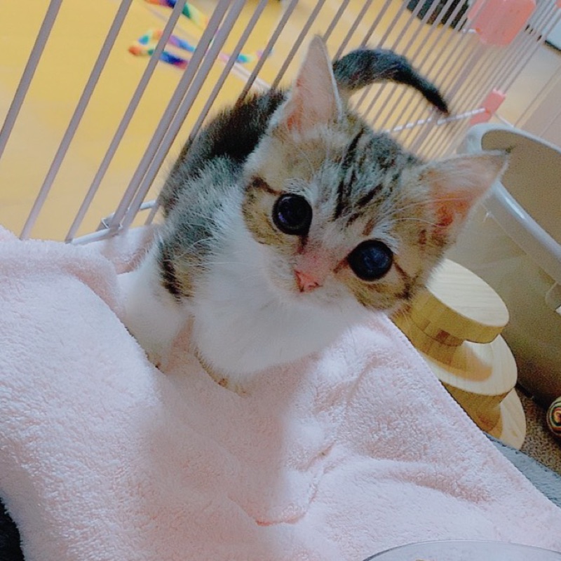 松本