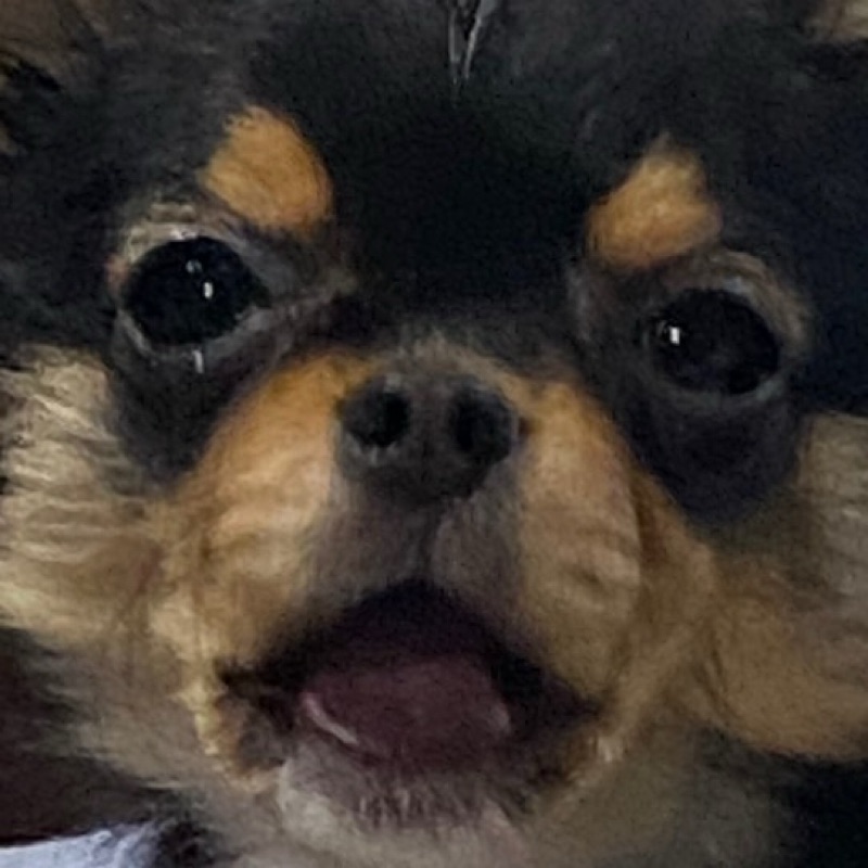 めい