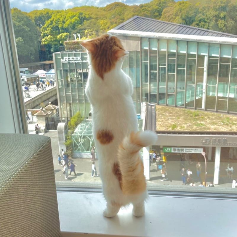 石川 陽菜