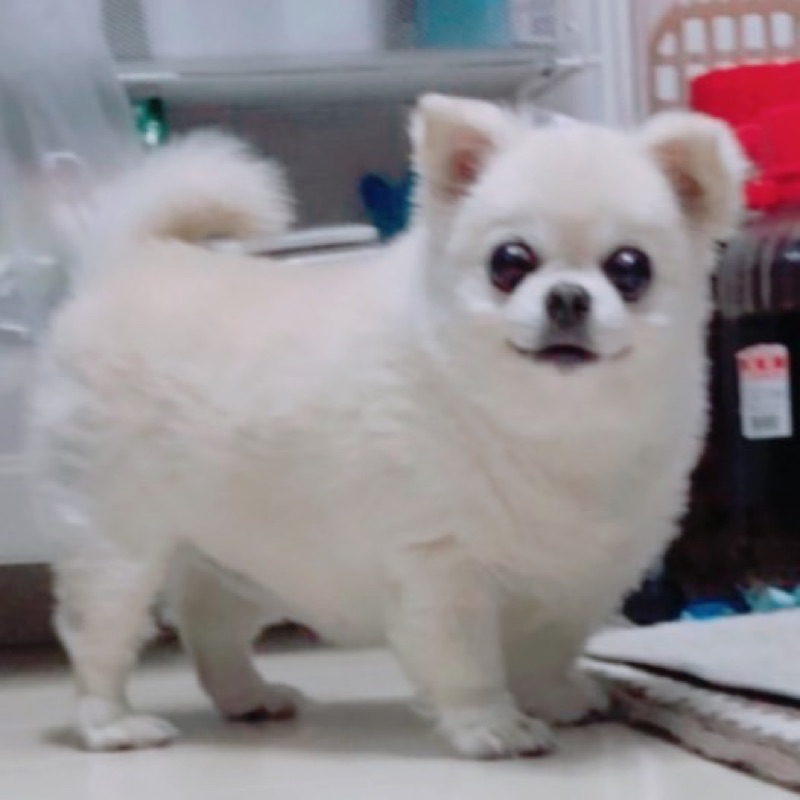 シロ
