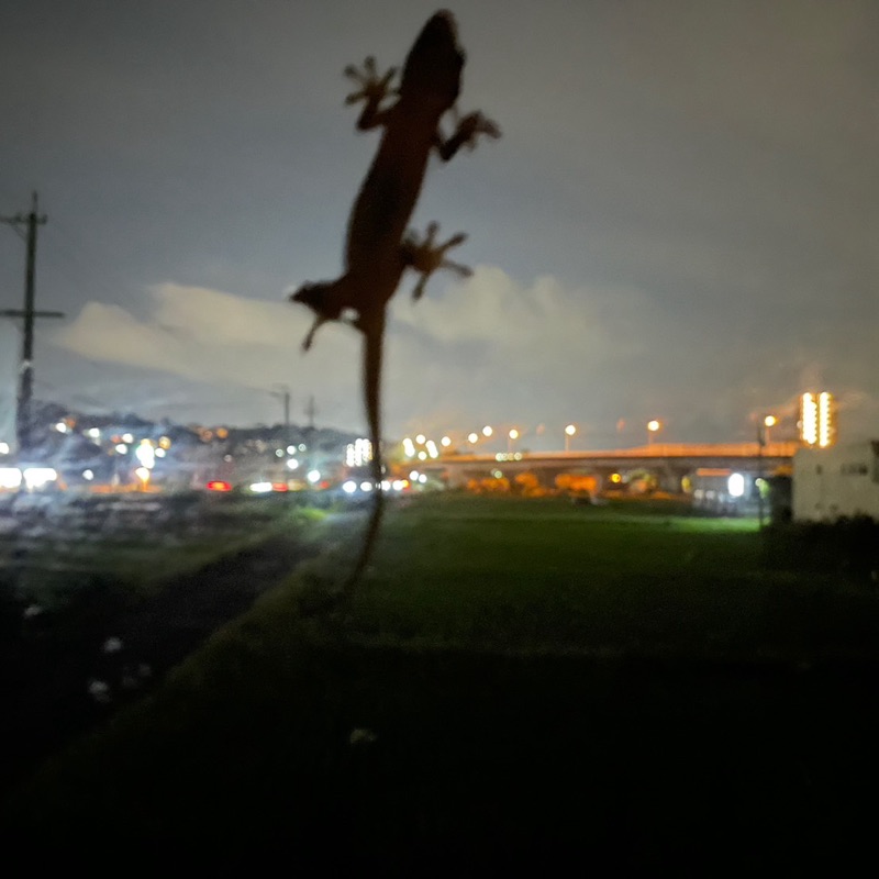 河村リカ