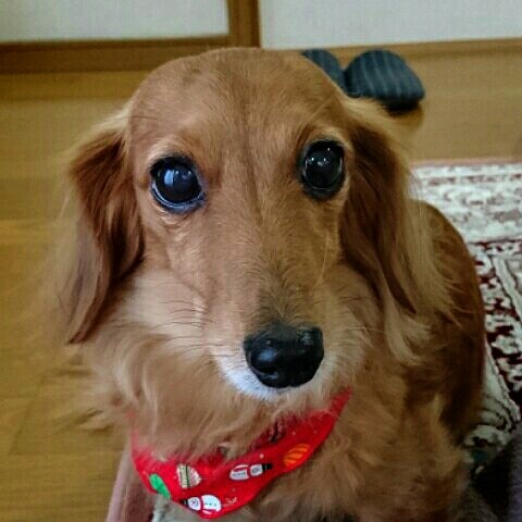 栗原　明美