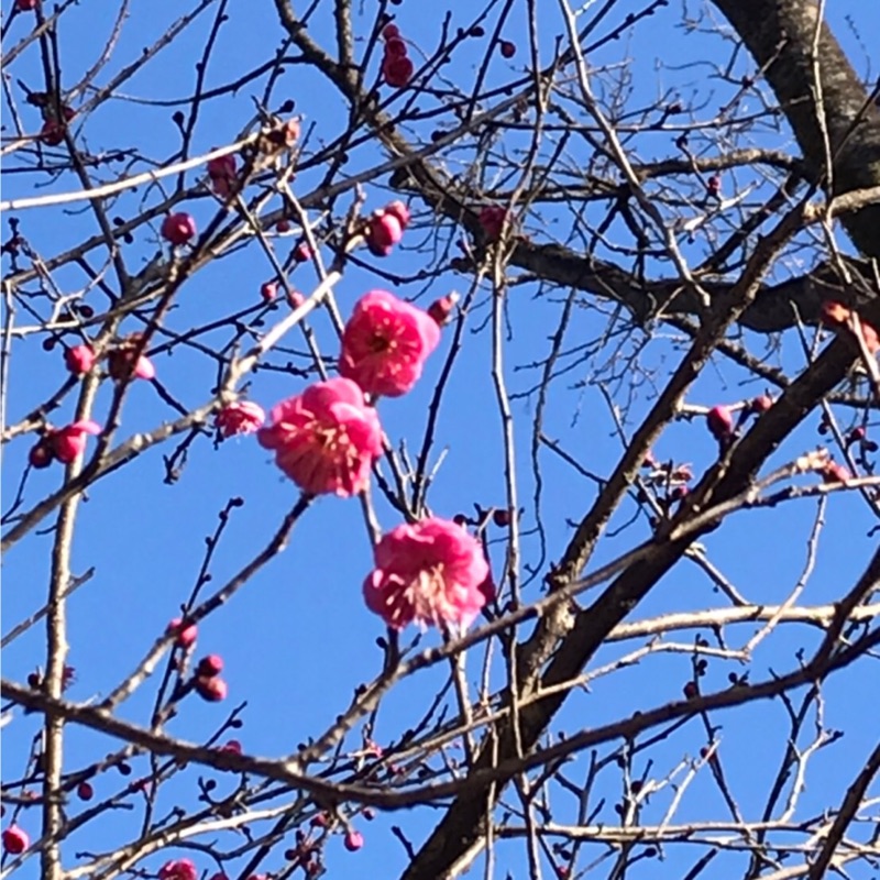 大澤康子