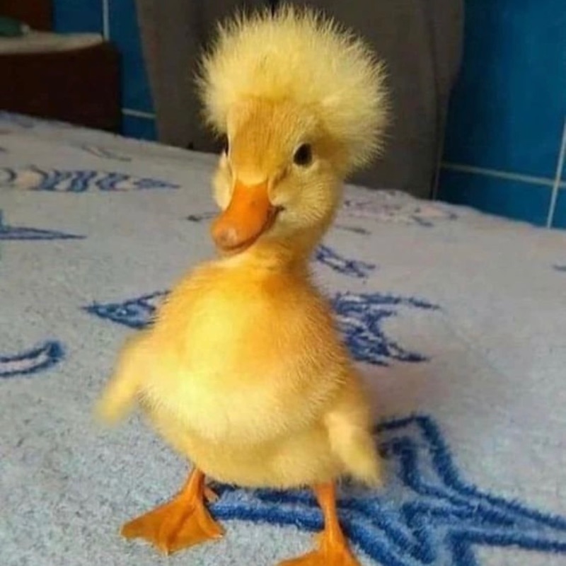 きょうか